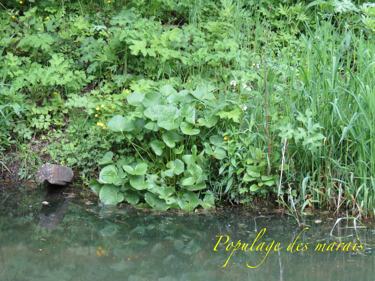 Caltha palustris 4068t